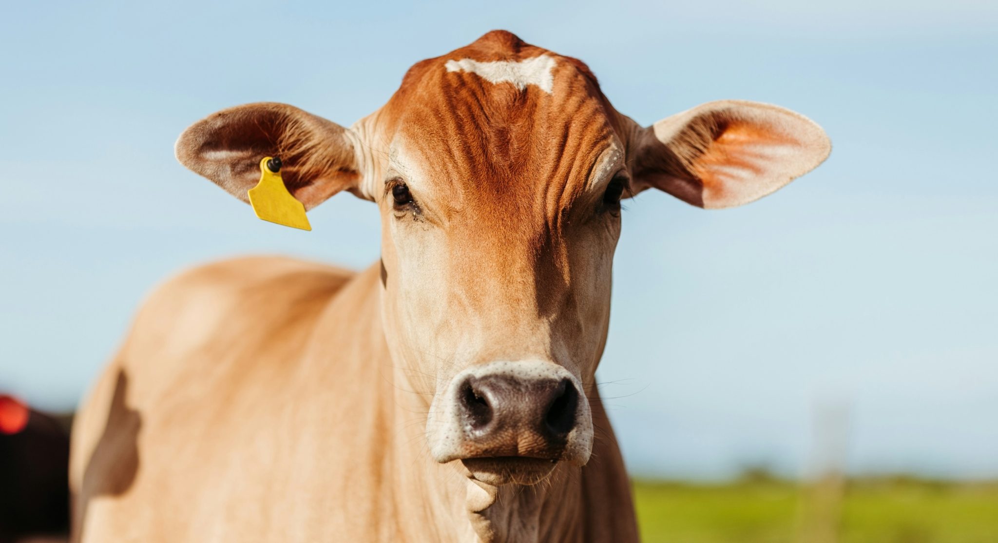 Salmonella Dublin in Danish cattle, study by Complexity Science Hub © unsplash